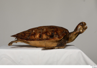 Turtle 8 whole body 0007.jpg